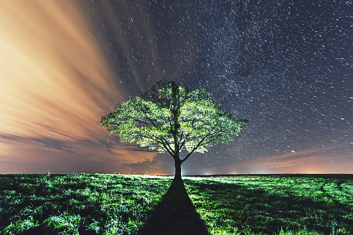 A solitary tree on a hill is backlit against the stars.  Long exposure with light painting.