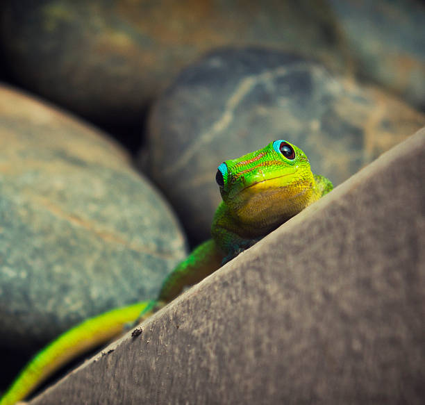 nahaufnahme schuss von einem green gecko - chameleon africa rainforest leaf stock-fotos und bilder