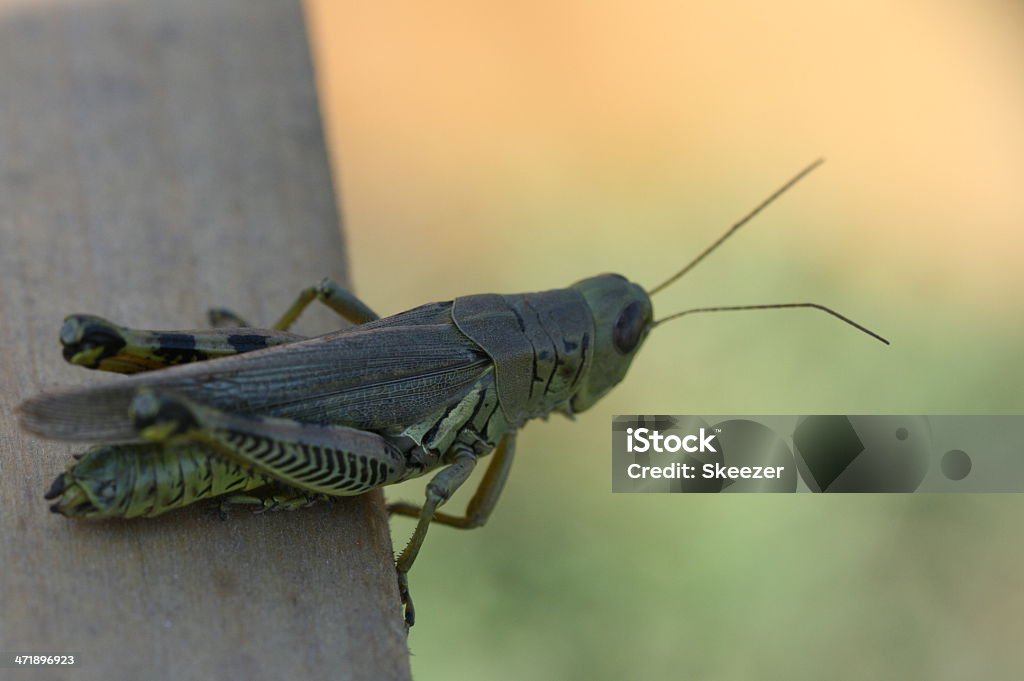 Herbe Hopper sur un rebord - Photo de Agriculture libre de droits