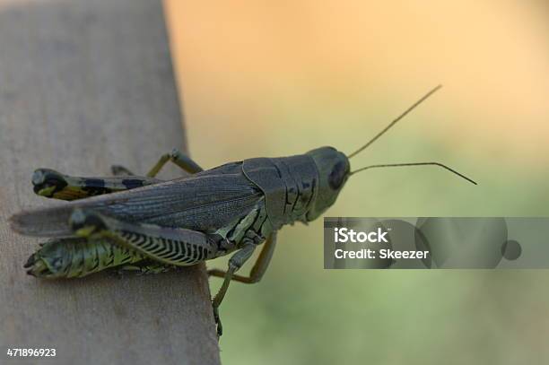 Photo libre de droit de Herbe Hopper Sur Un Rebord banque d'images et plus d'images libres de droit de Agriculture - Agriculture, Animaux nuisibles, Antennes