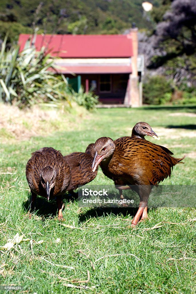 Weka, Whariwharangi Hut, Abel Tasman National Park, New Zealand Wild native New Zealand Weka or Maori Hens forage in the grass clearing in front of Whariwharangi Hut in the Abel Tasman National Park of New Zealand. Abel Tasman National Park Stock Photo