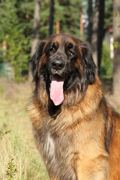 istock Leonberger dog. Outdoor portrait 471896955