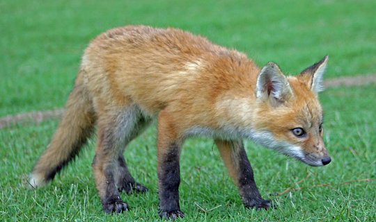 Red Fox pup being care and checking out it's surroundings.  Shot in Amory, Mississippi in 2006.