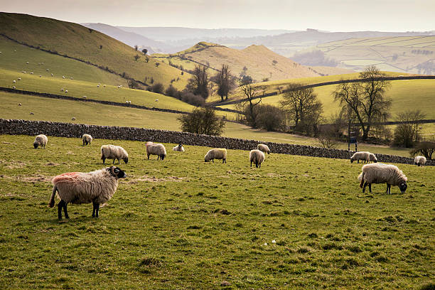 istock Sheep animals in farm landscape in Peak District UK 471897174