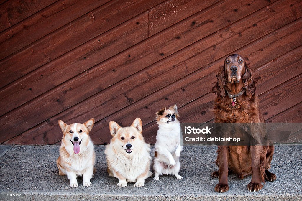 Retrato de quatro Cães - Royalty-free Animal Foto de stock