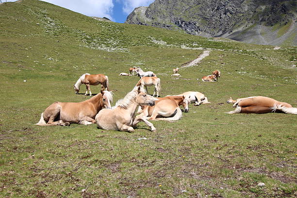 konie w alpejska łąka w pobliżu jeziora schwarzmoos, kühtai, tyrol, austria - horse herd gang member unity zdjęcia i obrazy z banku zdjęć