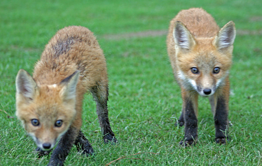 May 2006, two young Fox being alert for danger.