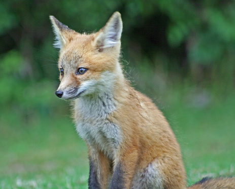 Young Red Fox kit in the early evening.  Located in Amory, Mississippi.