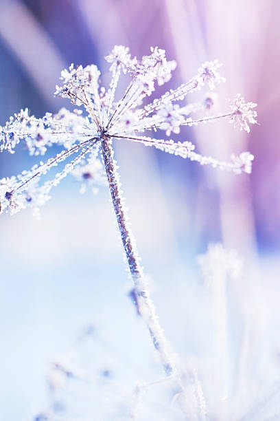 istock Ice covered plant in a winter garden 471897593