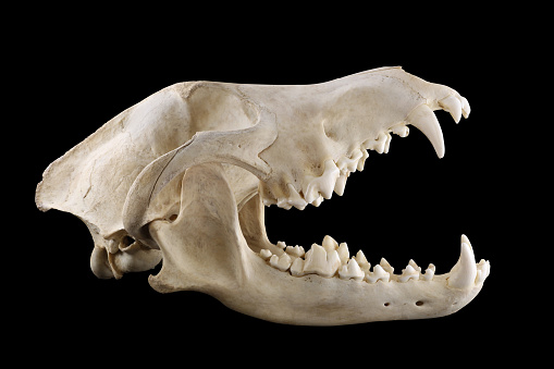 Skull of wild grey wolf  lateral view isolated on a black background. Almost fully opened mouth. Focus on full depth. 