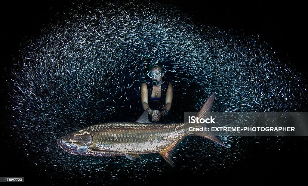 Dark côté de l'océan - Photo de Tarpon libre de droits