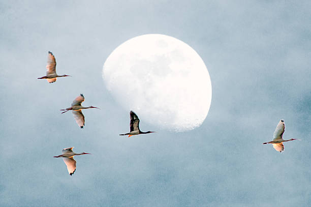 istock Flock of Ibis returning to evening roost with moon background 471897784