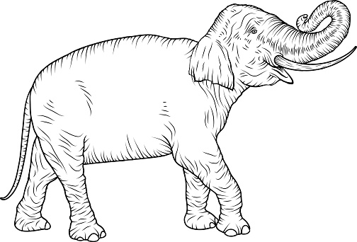 A black line art illustration of an Asian elephant (