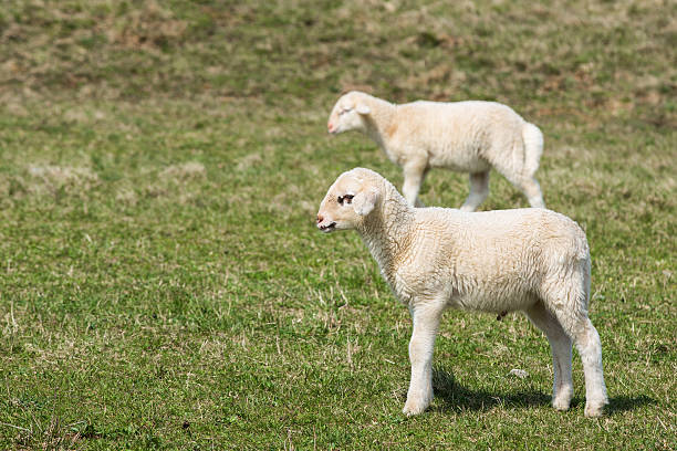 lambs pastando em pasto verde - lamb merino sheep sheep horizontal - fotografias e filmes do acervo