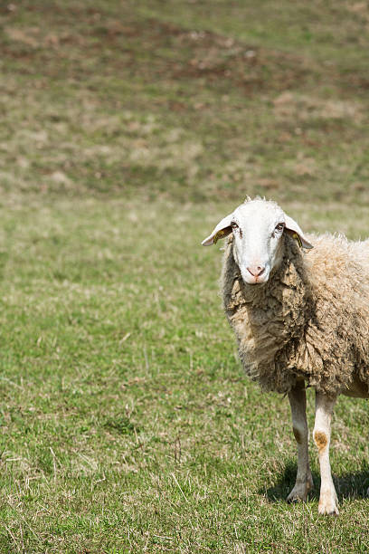 시프 방목하다 녹색 패스처 - sheep grazing vertical photography 뉴스 사진 이미지