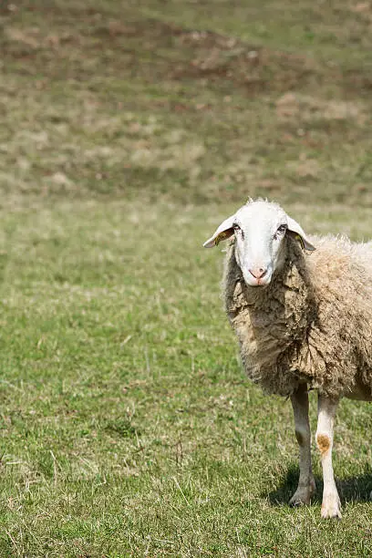 Sheep grazing on a green pasture; organic breeding concept.