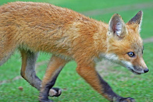 Young Red Fox Kit with one back foot white in color passes through the yard in Amory, Mississippi.