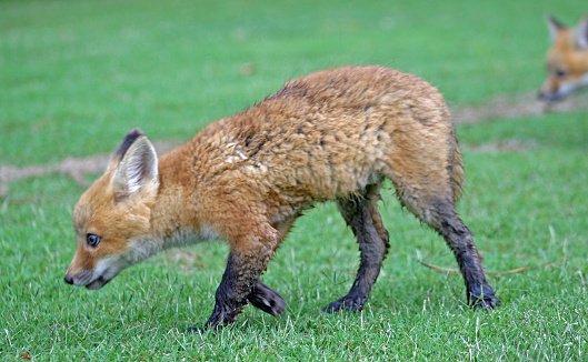 Young Fox Kit looking for it's next meal.  Shot in Monroe County, Mississippi.
