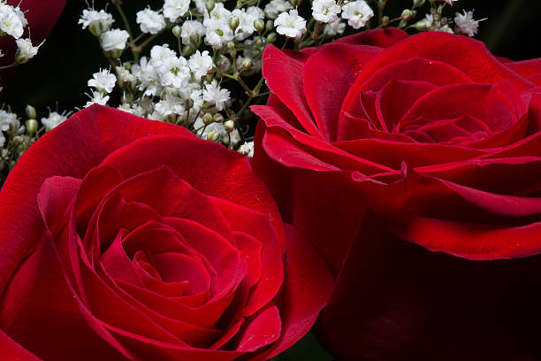 istock Double Roses with White Baby's Breath Flowers 471898494