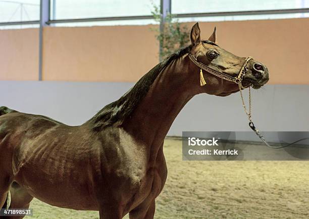 Stolz Arabian Horse Hengst Stockfoto und mehr Bilder von Araberpferd - Araberpferd, Aufführung, Braun