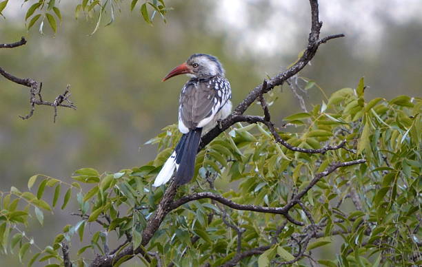 istock Yellow Billed Hornbill Bird South Africa 471898977