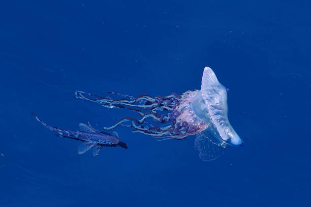 Portuguese man o war and fish