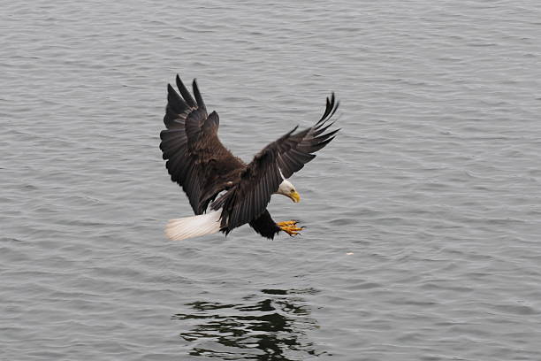 Bald Eagle grabbing food Eagle on the hunt for food in Prince George prince george photos stock pictures, royalty-free photos & images