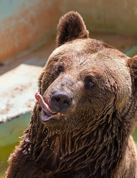 istock portrait of a brown bear 471899329