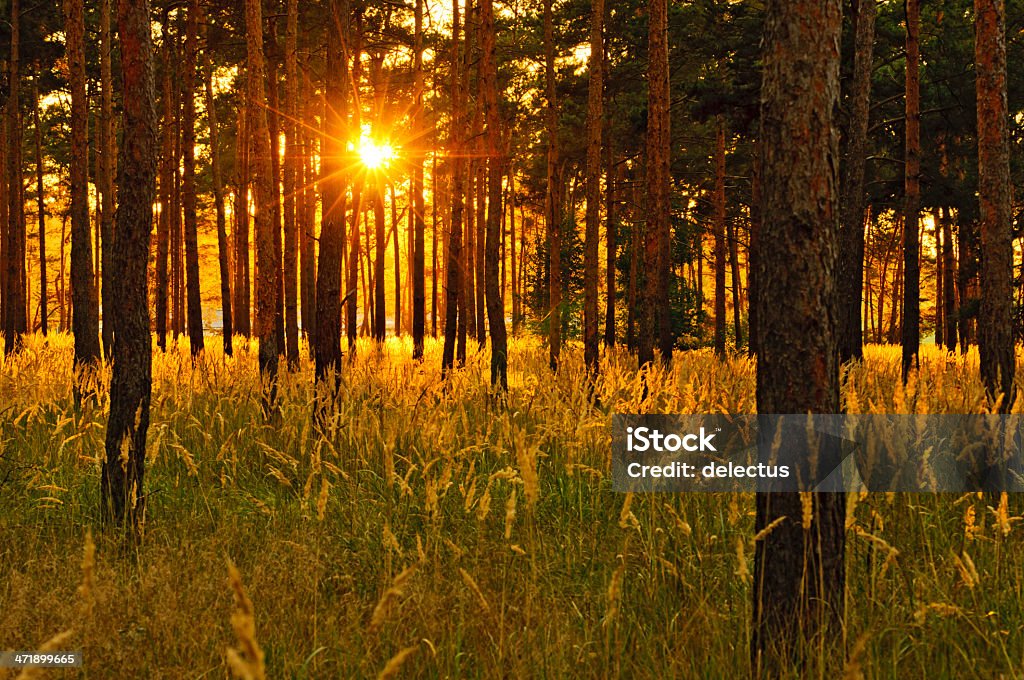 Sonnenuntergang im Pinienwald - Lizenzfrei Abenddämmerung Stock-Foto