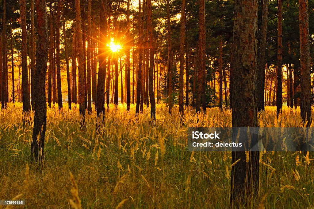 Sunset in the pine forest Sunset in the pine forest. Maerkischer pine forest, Brandenburg, Germany Back Lit Stock Photo