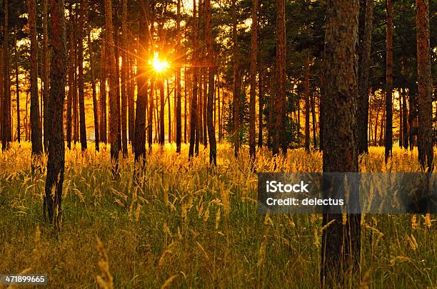 Sunset In The Pine Forest Stock Photo - Download Image Now - Back Lit, Brandenburg State, Coniferous Tree