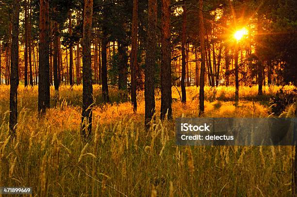Sonnenuntergang Im Pinienwald Stockfoto und mehr Bilder von Abenddämmerung - Abenddämmerung, Deutschland, Dunkel