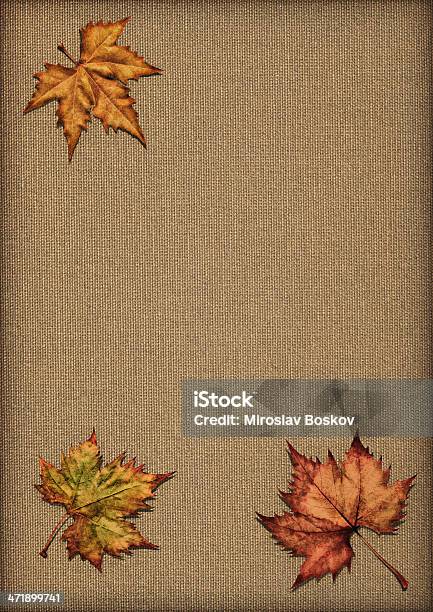 Autumn Dry Maple Leaves Isolated On Unprimed Linen Canvas Stock Photo - Download Image Now