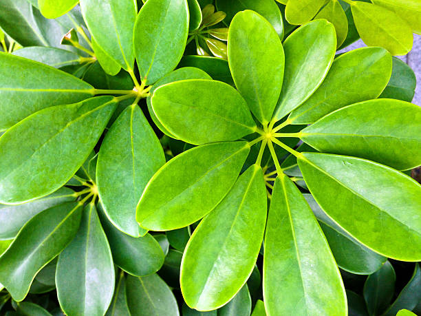 istock Singapore, tropical foliage. 471899783