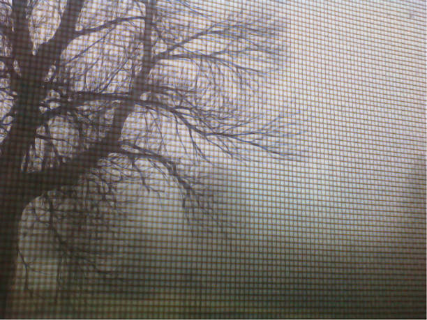 istock Spooky Foggy Trees Through a Screen 471900295