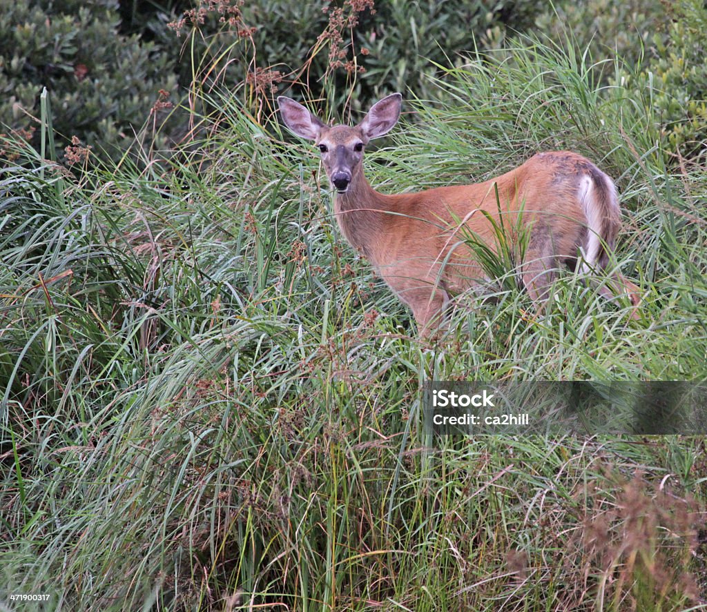 Deer schaut zurück - Lizenzfrei Fotografie Stock-Foto