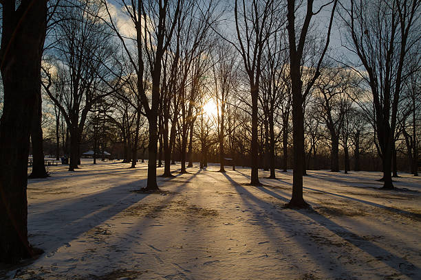 istock Trees and Shadows in the winter 471900742