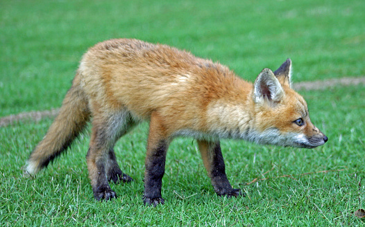 Young Fox Kit being very cautious.  Photo Taken in May 2006 in NE. Mississippi.