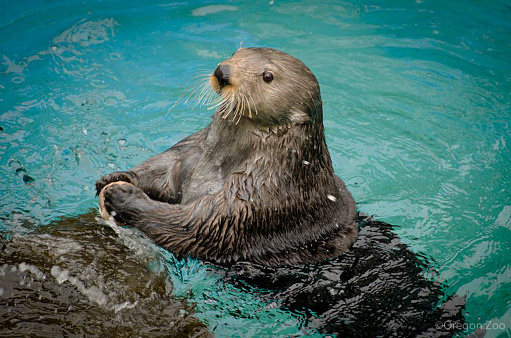 A single sea otter floats on its back in green water, close up, centered within the horizontal frame, paws at its mouth, head pointed toward upper right corner of frame.