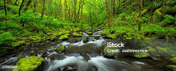 Forest Creek Panorama Stock Photo - Download Image Now - Blurred Motion, Color Image, Columbia River Gorge