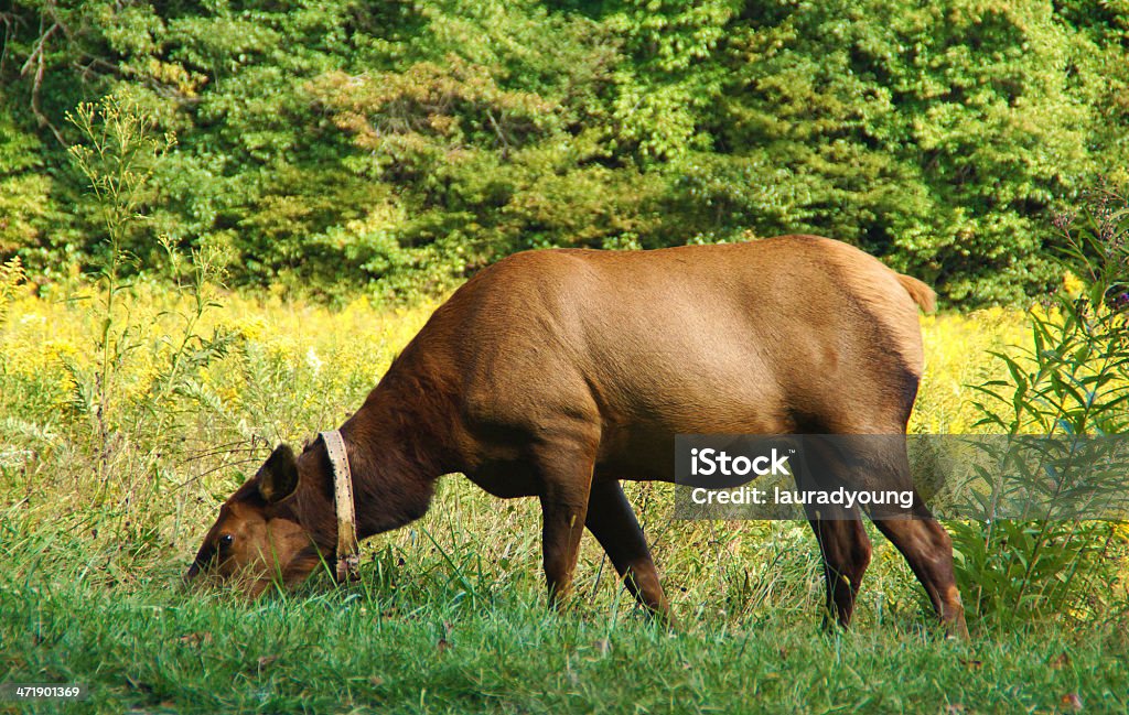 Elk 雌にグレートスモーキー山脈国立公園 - アメリカアカシカのロイヤリティフリーストックフォト