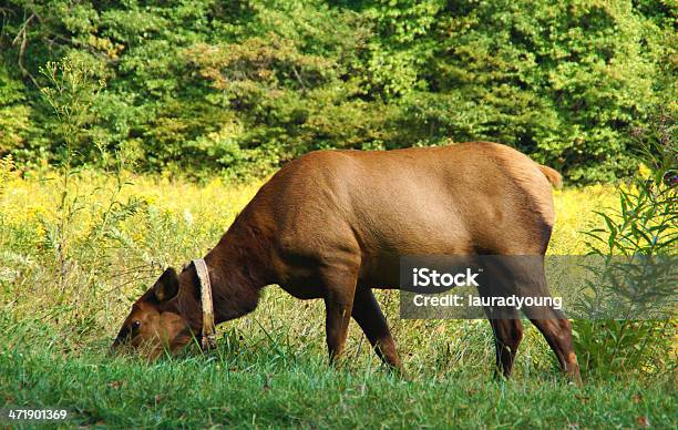 Elk Kobieta W Park Narodowy Great Smoky Mountains - zdjęcia stockowe i więcej obrazów Bez ludzi - Bez ludzi, Ciężarna, Dzikie zwierzęta