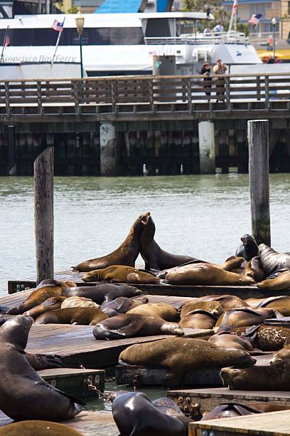 istock Two Sea Lions embracing 471901422