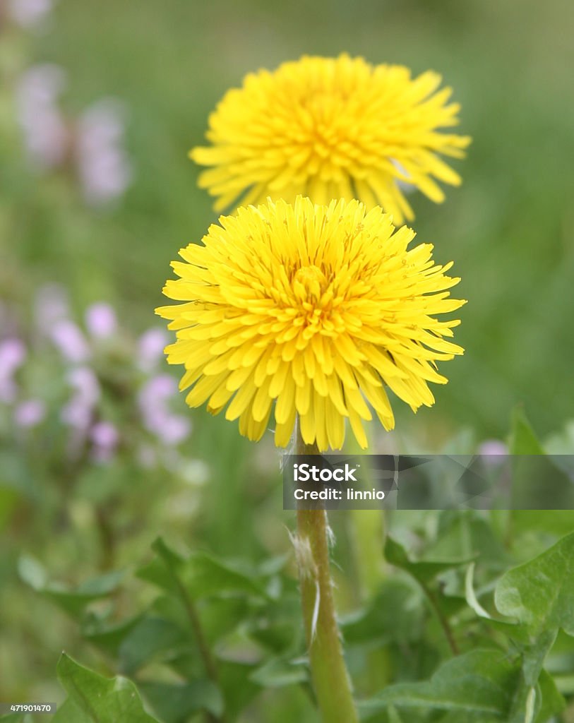 yellow flower composition of a couple of yellow flowers  Beauty In Nature Stock Photo