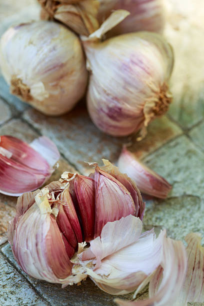 Red garlic Red garlic from Sicily garlic bulb stock pictures, royalty-free photos & images