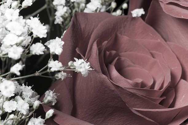 istock Rose and Gypsophila Close Up View 471902042