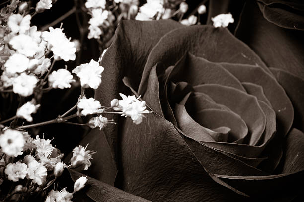 istock Rose and Babys Breath in Black and White 471902046
