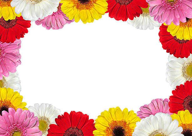 istock Frame full of Colorful Gerbera Flowers 471902503