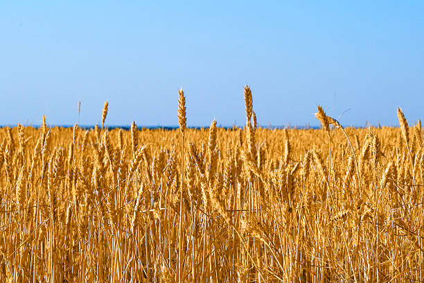 istock Yellow grain growing in a farm field before harvest 471902685