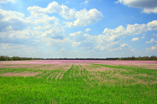 Beautiful landscape of lavender fieldBeautiful lavender field in the summer